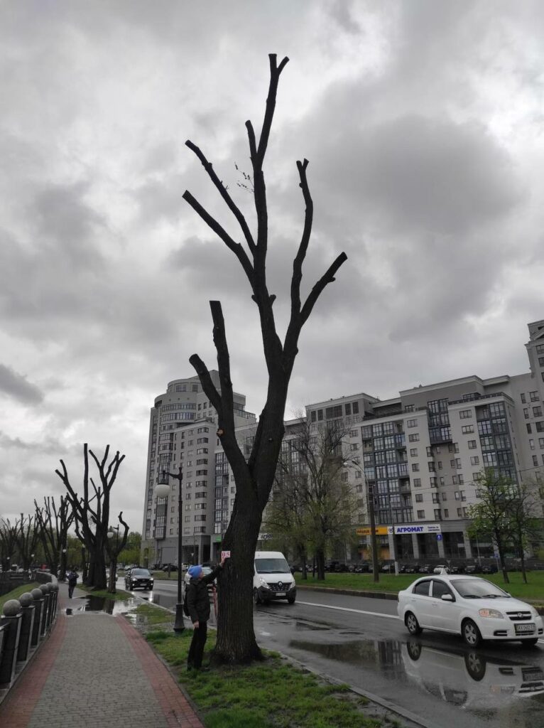 обрезка и омоложение деревьев в Харькове