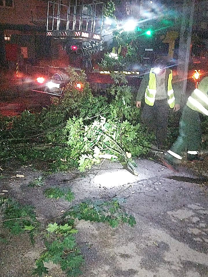 Буревій у Харкові повалив майже пів сотні дерев: фото наслідків