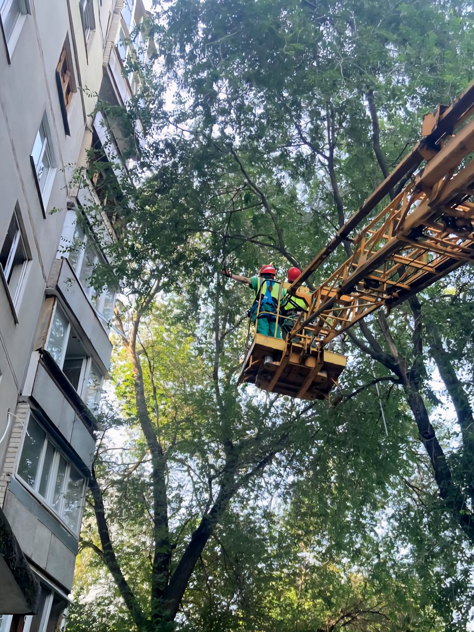 У Харкові комунальники зрізали понад 20 дерев, щоб закрити вибиті вікна