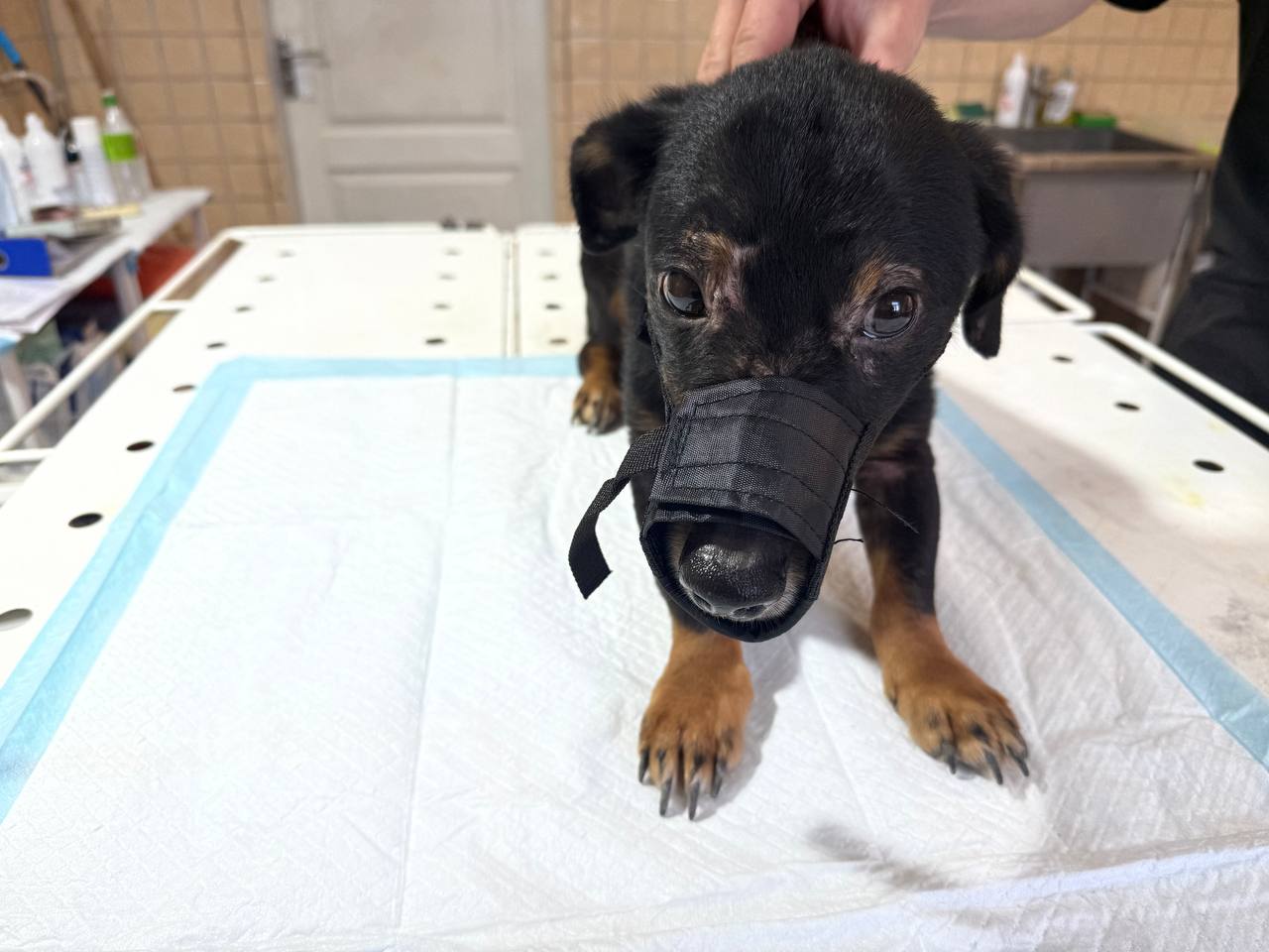 У Харкові врятували двох виснажених собак з антисанітарної квартири