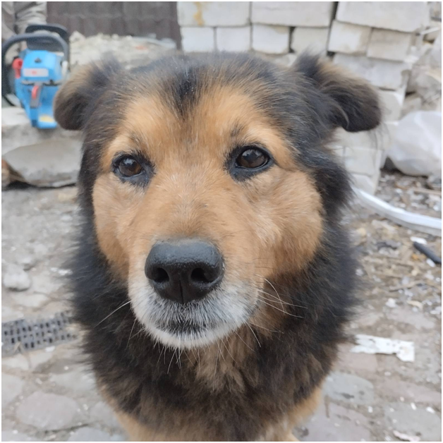 Пес Пірат
