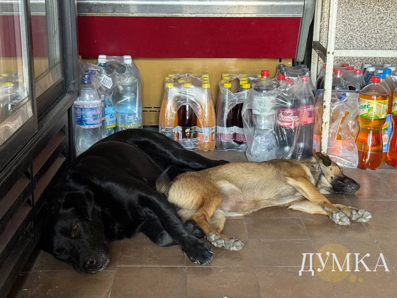 Собаки спят в магазине в Яровой