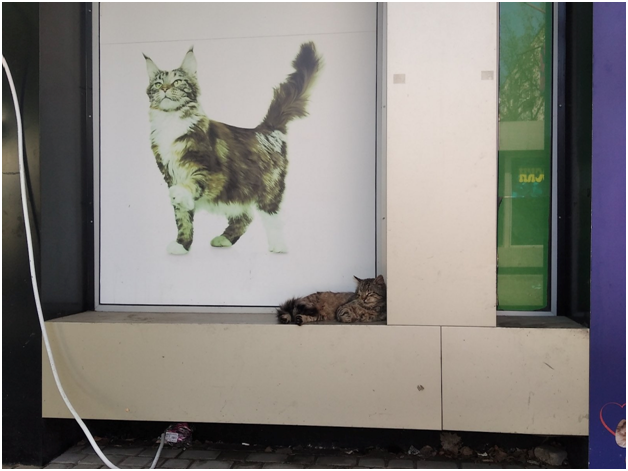 Апрель 2022 года. Алексеевка, разбитый зоомагазин. Из личного архива