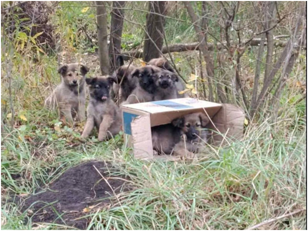 Брошенные домашние животные в Харькове