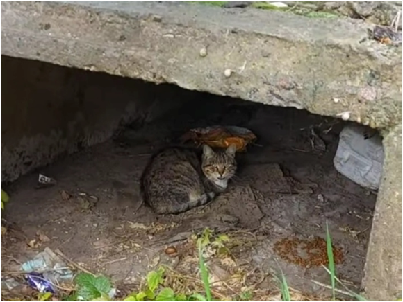 Брошенные домашние животные в Харькове