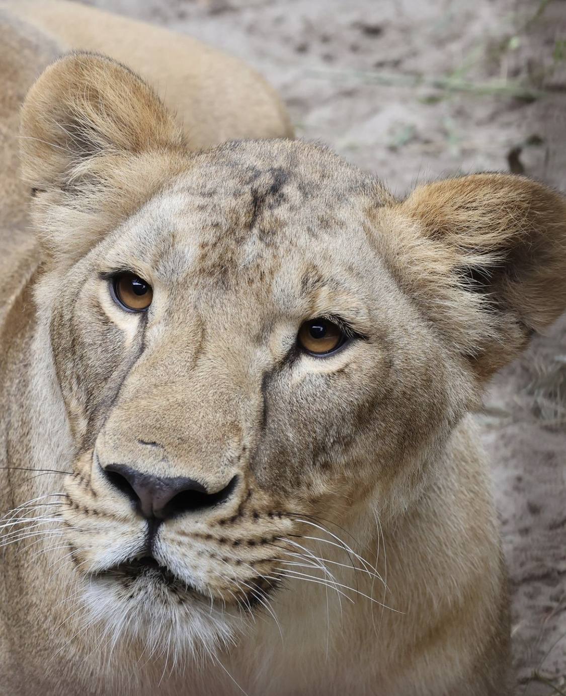 В Африці раптово померла левиця Василина, врятована з Харківщини