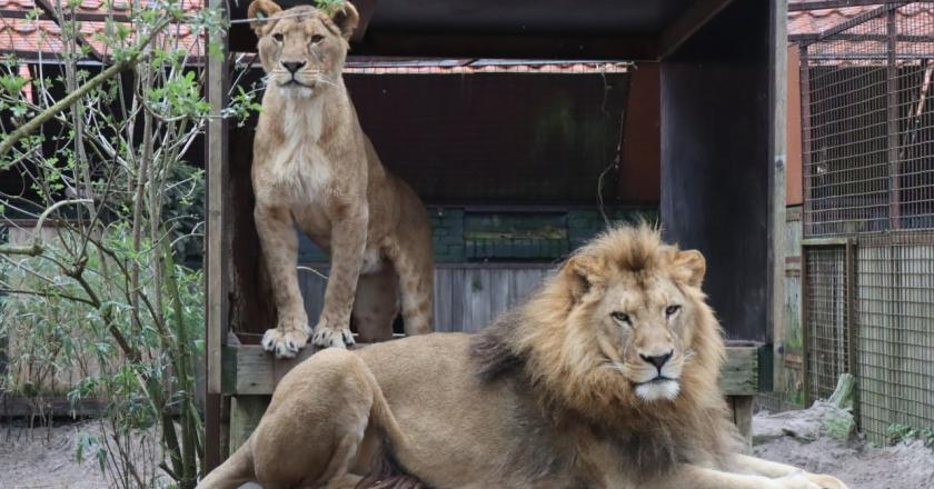 В Африці раптово померла левиця Василина, врятована з Харківщини