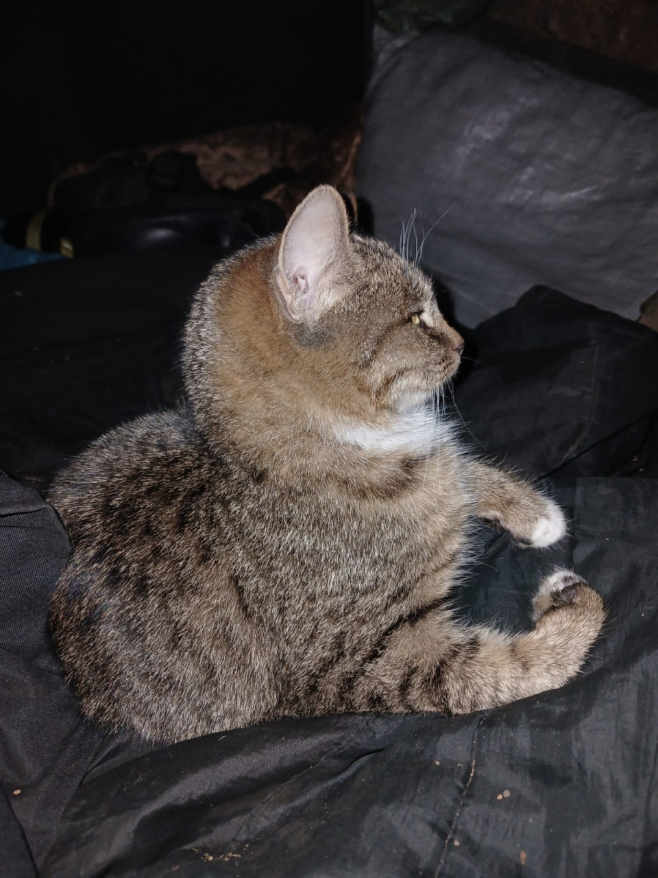 Кот Хуйлуша на позиции Ивана Кавуна / Фото: архив Ивана Кавуна