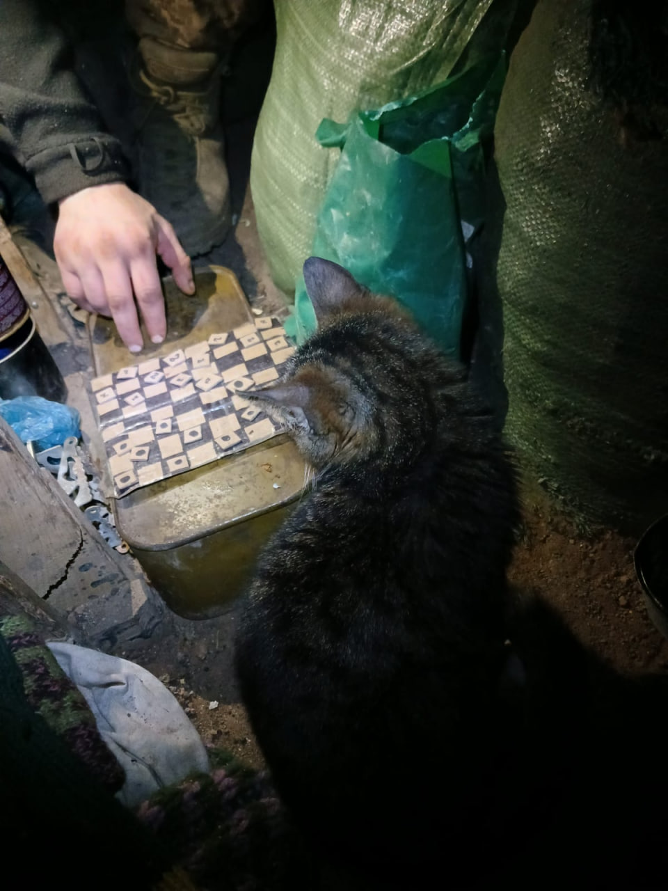 Кот Хайлуша на позиции Ивана Арбуза