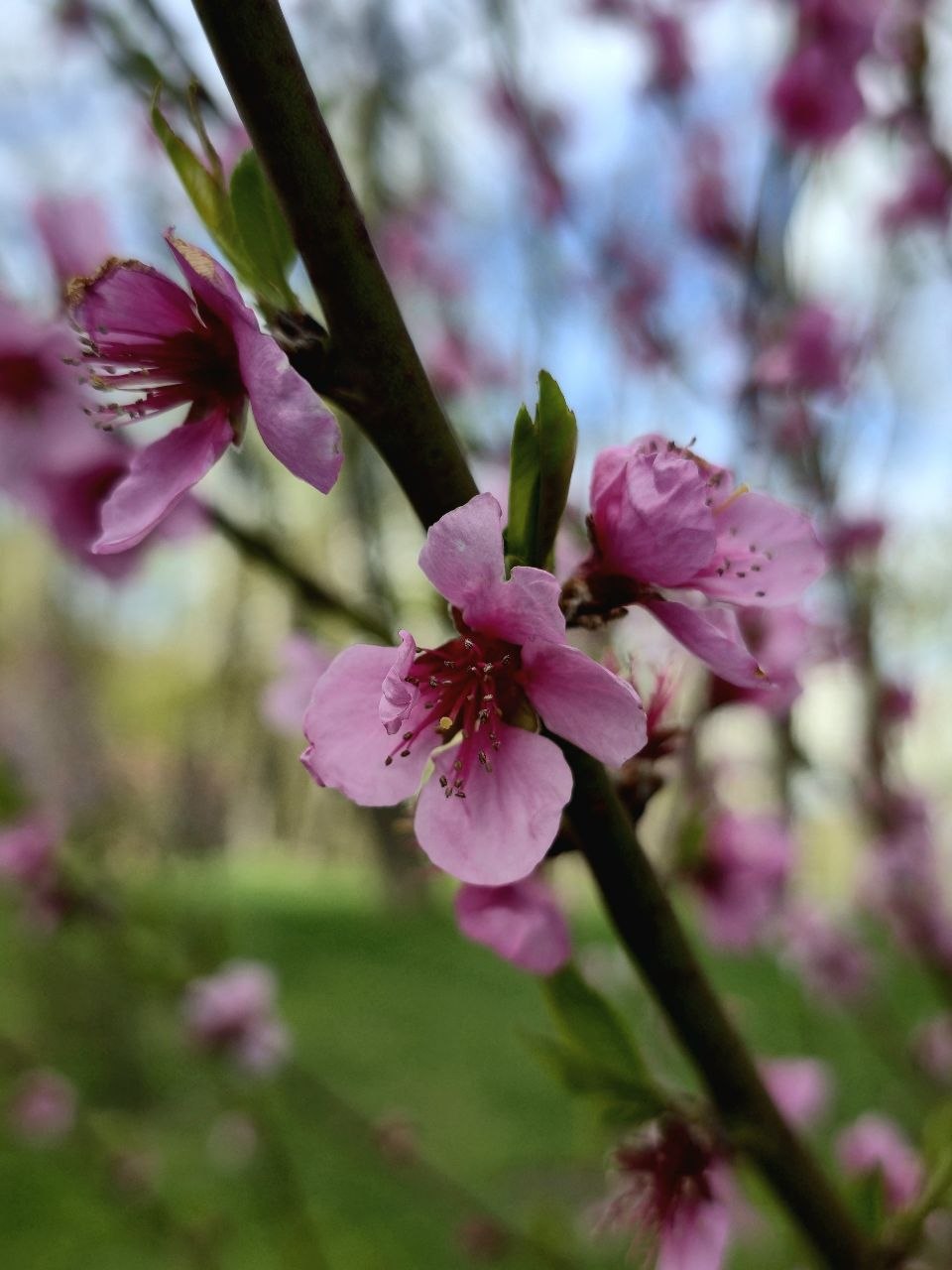 У центрі Харкова зацвіли персикові дерева (ФОТОФАКТ)