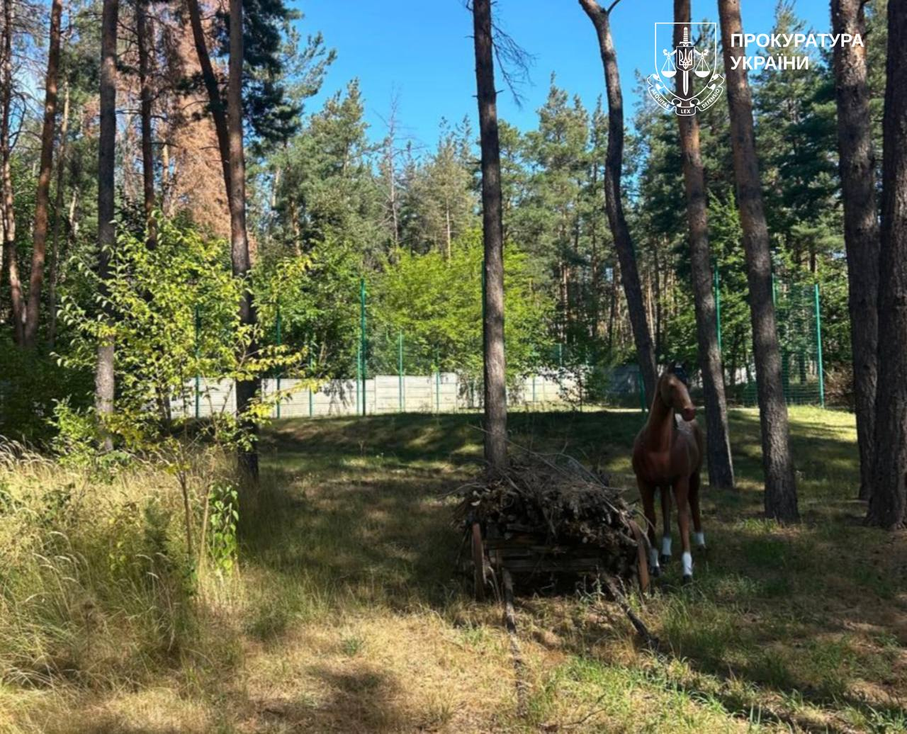 На Харківщині державі повернули 8 га лісу, де облаштували маєток із басейном