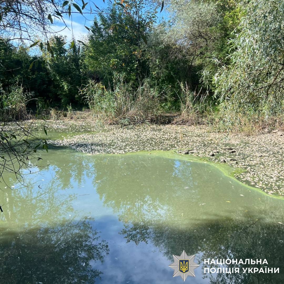 Стало відомо, скільки риби загинуло у водоймі на Харківщині: кадри з місця