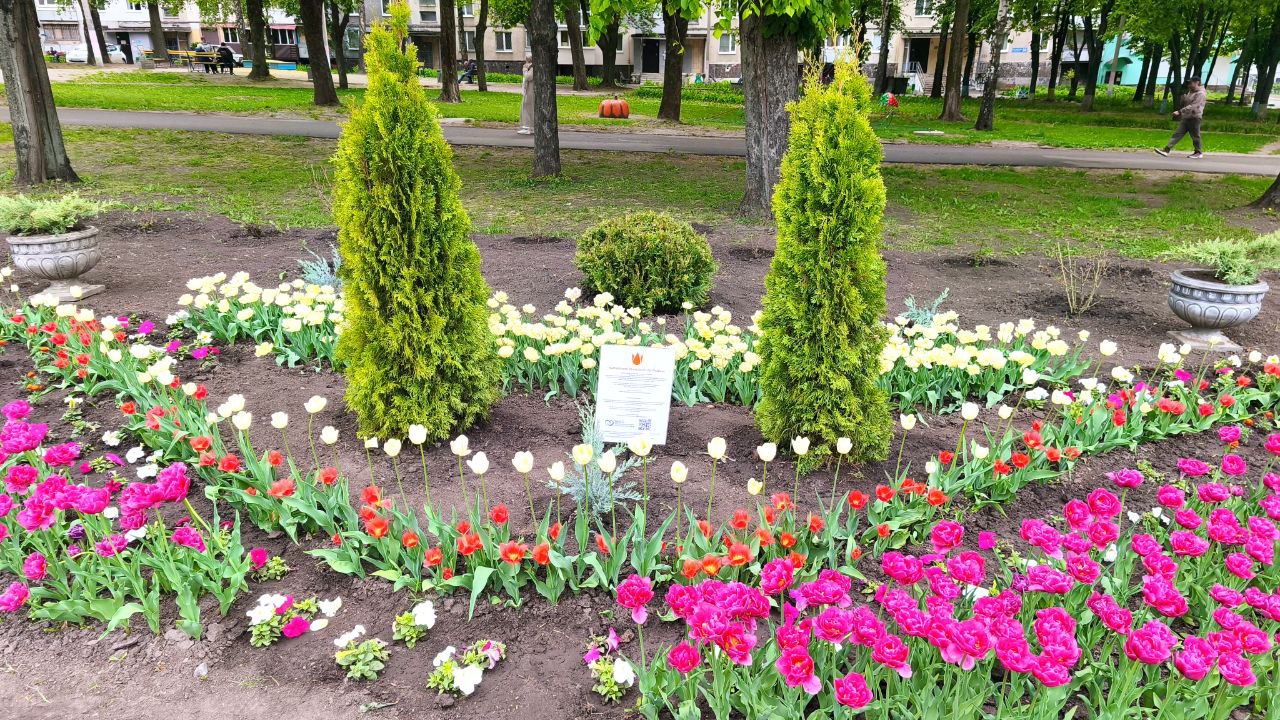 У Харкові перед будинка висадили понад 30 тис. тюльпанів