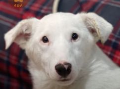 В Харькове спасают щенка из Волчанска, который попал под колеса авто