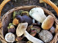 На Харківщині пенсіонерка вирушила по гриби та блукаючи пройшла 20 км