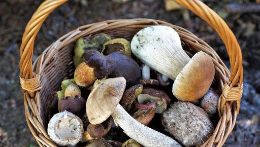 На Харківщині пенсіонерка вирушила по гриби та блукаючи пройшла 20 км