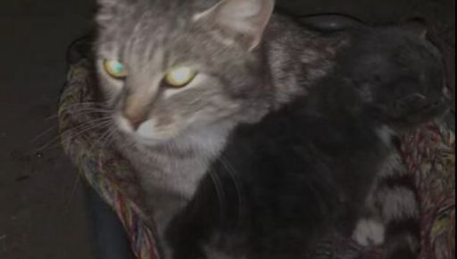 Спасли из затопленного подвала: в Харьков привезли кошку и котенка с оккупированной территории