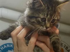 В Харькове спасли двух котят, провалившихся в фонарный столб