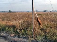 Военные спасли косулю, которая запуталась в антидроновой сетке на Харьковщине