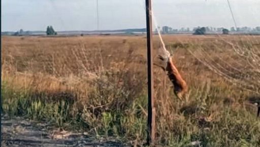 На Харьковщине военные спасли косулю, которая запуталась в антидроновой сетке