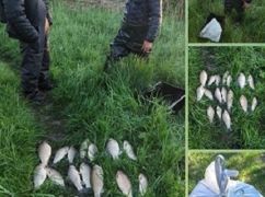 Под Харьковом рыбак сеткой выбил карася на 27 тыс. грн