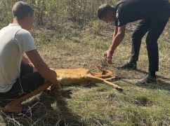 У Харківській області поліцейський врятував козулю