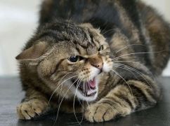 У Люботині скажений кіт покусав дітей: що відомо