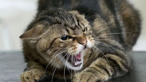 У Люботині скажений кіт покусав дітей: що відомо