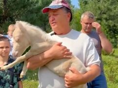 У Екопарку під Харковом народилося лоша-альбінос: харків&rsquo;ян просять обрати йому ім&rsquo;я