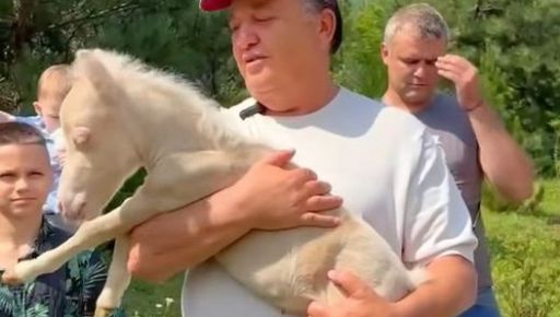 У Екопарку під Харковом народилося лоша-альбінос: харків&rsquo;ян просять обрати йому ім&rsquo;я