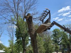 У центрі Харкова зносять небезпечні дерева: де йдуть роботи