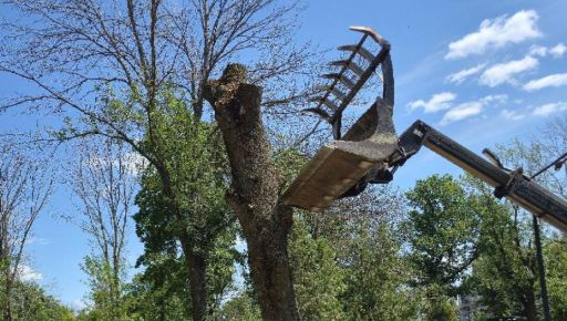У центрі Харкова зносять небезпечні дерева: де йдуть роботи
