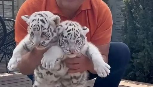 В Экопарке под Харьковом родились белые тигрята: когда их можно будет увидеть