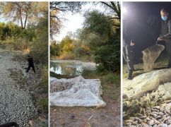 У водоймі на Харківщині масово загинула риба: поліція відкрила справу