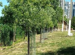 У Харкові на Журавлівці бобри пошкодили нові верби: винуватця зняли на відео