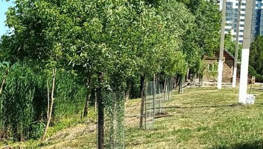 У Харкові на Журавлівці бобри пошкодили нові верби: винуватця зняли на відео