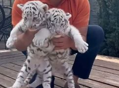 В Экопарке под Харьковом родились белые тигрята: когда их можно будет увидеть