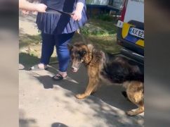 Харківські копи вивезли поранену вівчарку із Липецької громади