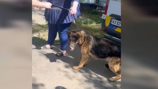 Харьковские копы вывезли раненую овчарку из Липецкой громады