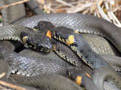 Харків'яни просять комунальників труїти змій: чи справді у місті є отруйні види