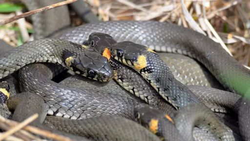 Харків'яни просять комунальників труїти змій: чи справді у місті є отруйні види