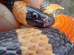 Сховалася у пральній машині: у харківській п&rsquo;ятиповерхівці знайшли змію