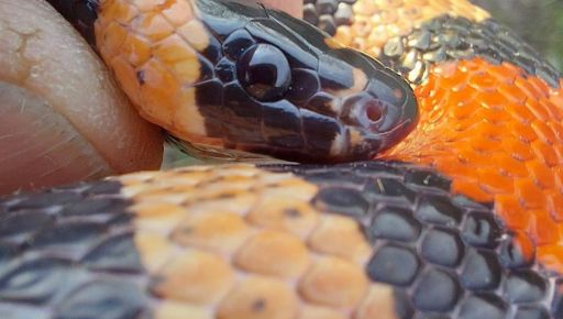 Спряталась в стиральной машине: в харьковской пятиэтажке нашли змею