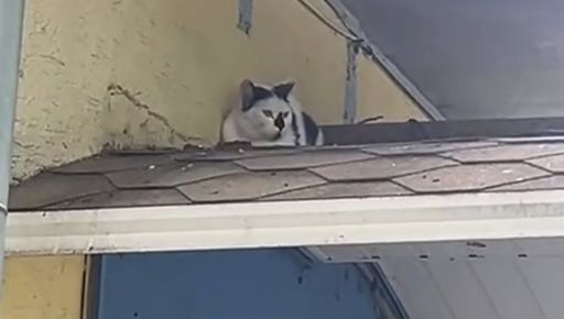 В Харькове спасли кота, который больше недели просидел на парапете