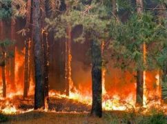 В Харьковской области пылают леса, огонь охватил более 100 га