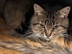 В Харькове могут замерзнуть спасенные животные: Ста котикам срочно ищут приют