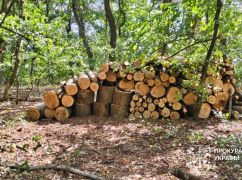 На Харьковщине поймали "черных лесорубов", нанесших миллионный ущерб