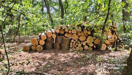 На Харьковщине поймали "черных лесорубов", нанесших миллионный ущерб