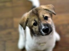 На Харьковщине щенок упал в канал теплотрассы: спасательная операция длилась три часа