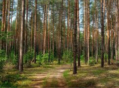 Десятки мільйонів боргів та 160 тис. га замінованих території: Які проблеми є в лісництв Харківщини